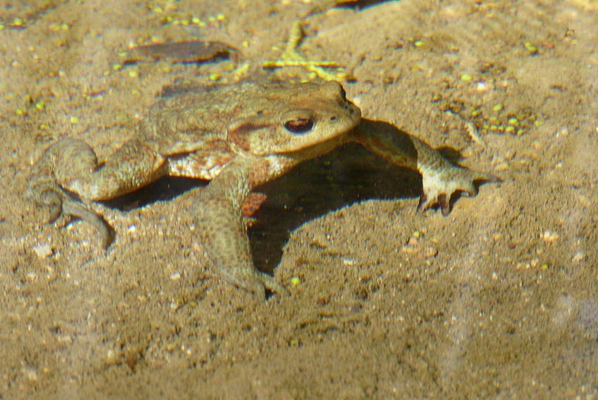 Salamandrine di Maremma